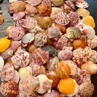 Natural Florida Seashells (nickle size or smaller)